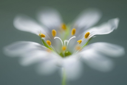 Picture of STITCHWORT