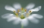 Picture of STITCHWORT