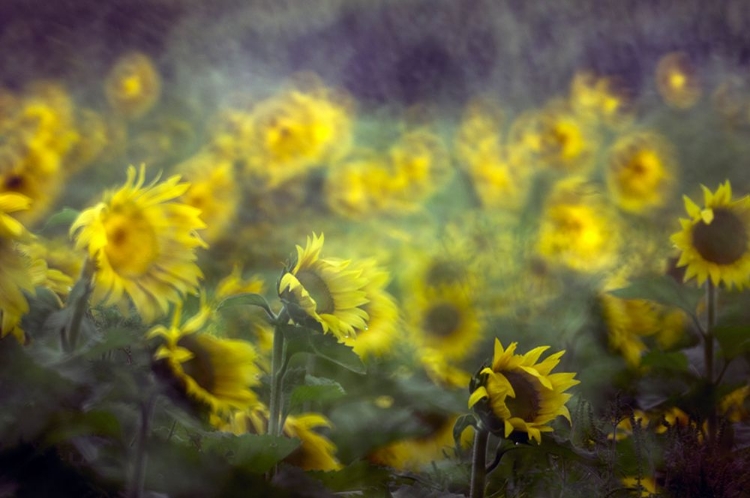 Picture of SUNFLOWER