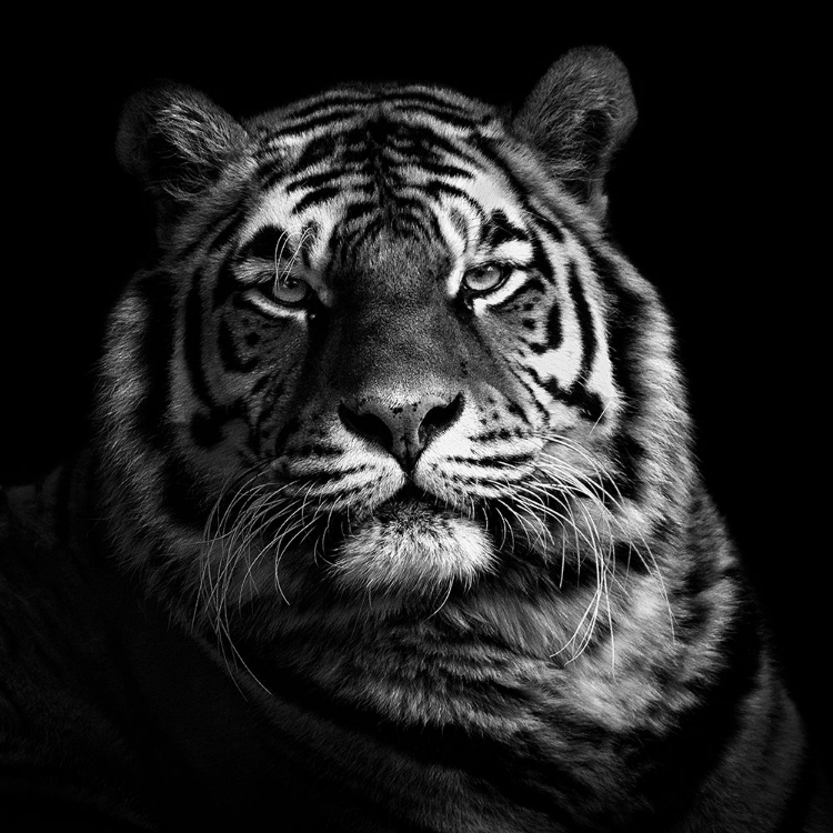 Picture of TIGER