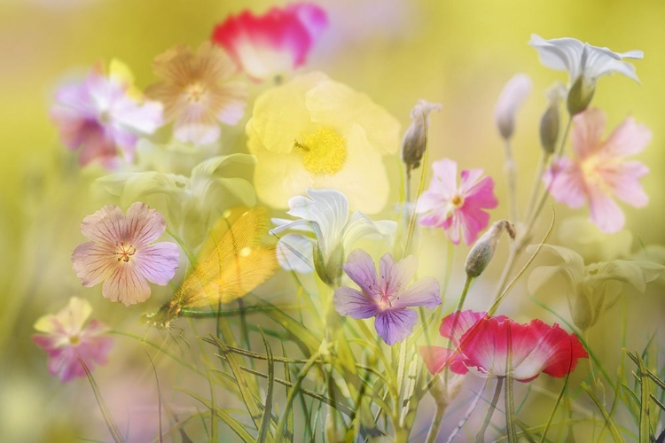 Picture of TINY GARDEN IN A SUMMER FIELD