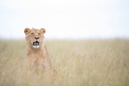 Picture of YOUNG LION