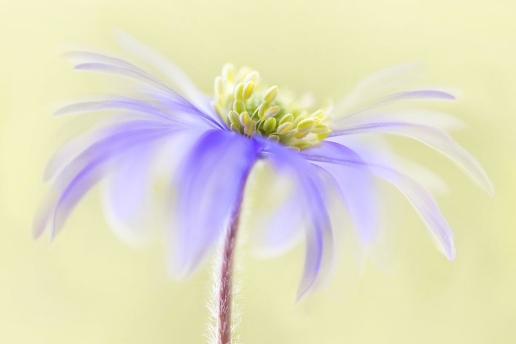 Picture of ANEMONE BLANDA