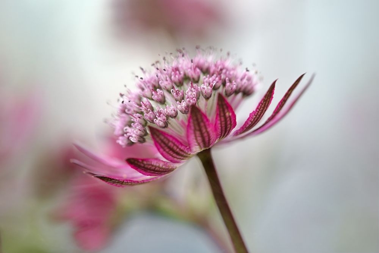 Picture of ASTRANTIA