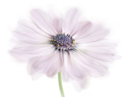 Picture of CAPE DAISY