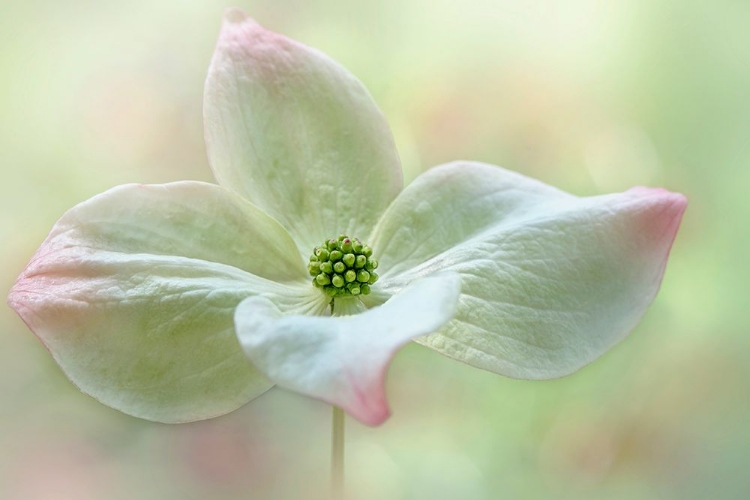 Picture of CORNUS KOUSA