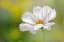 Picture of COSMOS