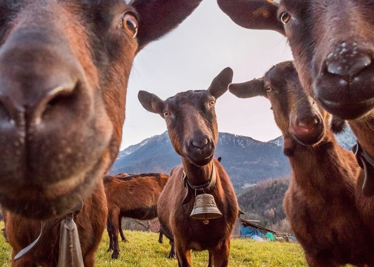 Picture of CURIOUS GOATS