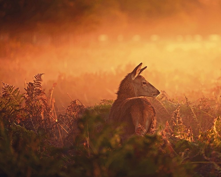 Picture of EARLY ONE MORNING