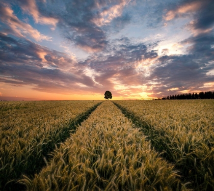 Picture of FIELD OF DREAMS