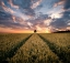 Picture of FIELD OF DREAMS