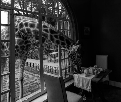 Picture of GIRAFFE MANOR IN KENYA