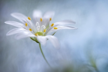 Picture of GREATER STITCHWORT