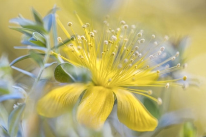 Picture of HYPERICUM