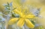 Picture of HYPERICUM