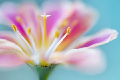 Picture of LEWISIA