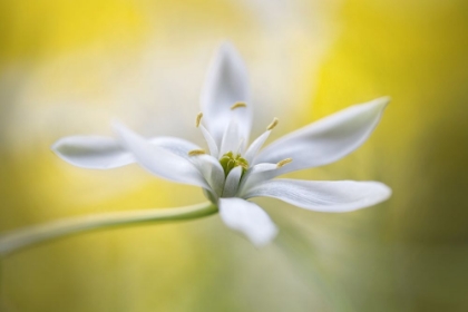 Picture of ORNITHOGALUM