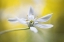 Picture of ORNITHOGALUM