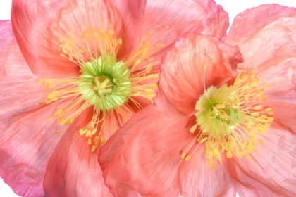 Picture of PAPAVER