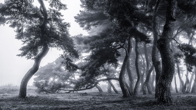 Picture of PINE TREES DANCING IN THE FOG