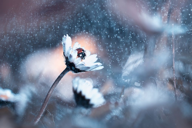 Picture of RAINY LADY DAISY DAY