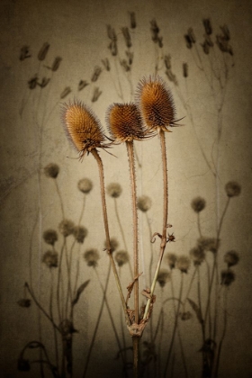 Picture of TEASEL
