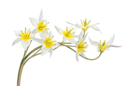 Picture of TULIPA TARDA