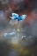 Picture of BLOSSOM LIKE A FLOWER