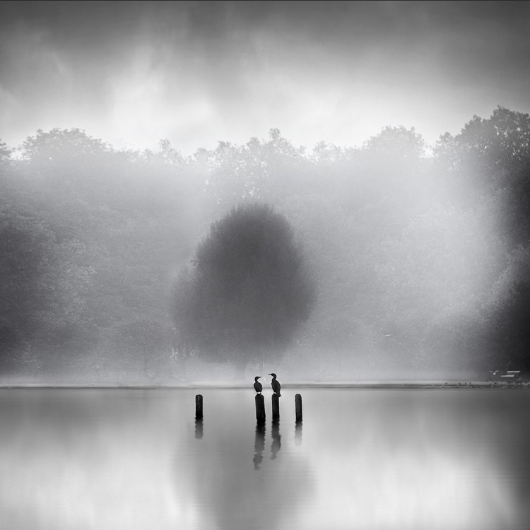 Picture of CORMORANTS IN THE MIST