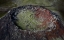 Picture of CRATER