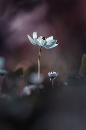 Picture of ELLES, MES FLEURS, ACMOI