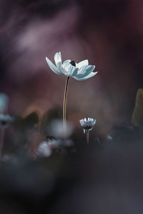 Picture of ELLES, MES FLEURS, ACMOI