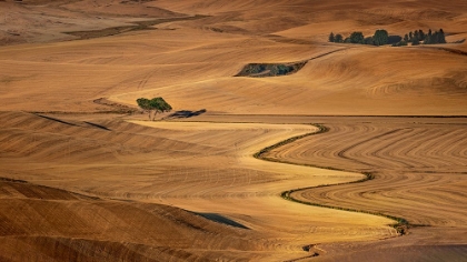 Picture of GOLDEN PALOUSE