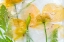 Picture of MECONOPSIS