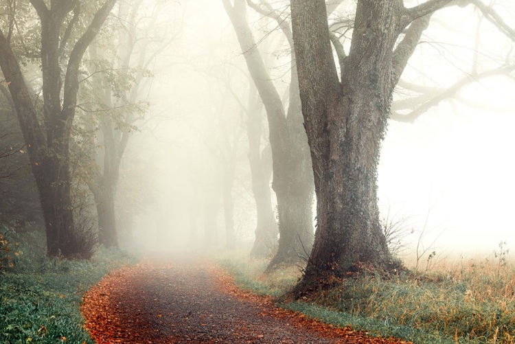 Picture of MISTY ALLEY