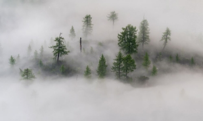 Picture of MYSTICAL TREE ISLAND