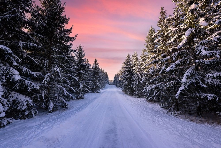 Picture of ROAD INTO THE WINTER FOREST