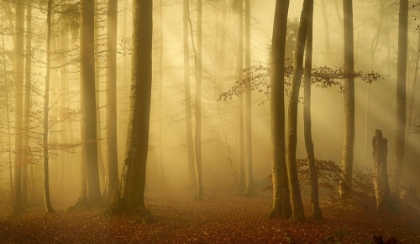 Picture of SUNLIT AUTUMN MORNING