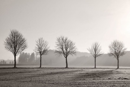 Picture of TREE PARADE