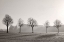 Picture of TREE PARADE