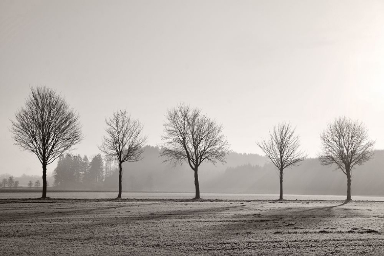 Picture of TREE PARADE