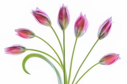 Picture of TULIPA