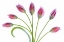 Picture of TULIPA