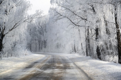Picture of WINTER ROAD