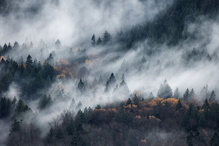 Picture of A PATH OF THE FOG