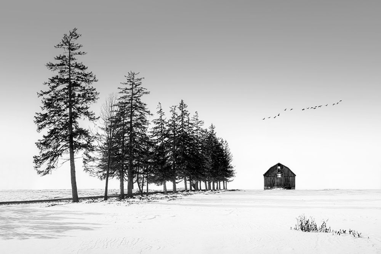 Picture of A SUNNY WINTER DAY