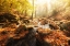 Picture of AUTUMN JOURNEY