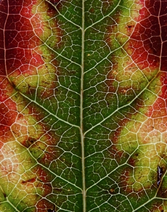 Picture of AUTUMN LEAF