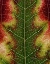 Picture of AUTUMN LEAF