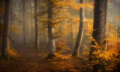 Picture of AUTUMN WOODS